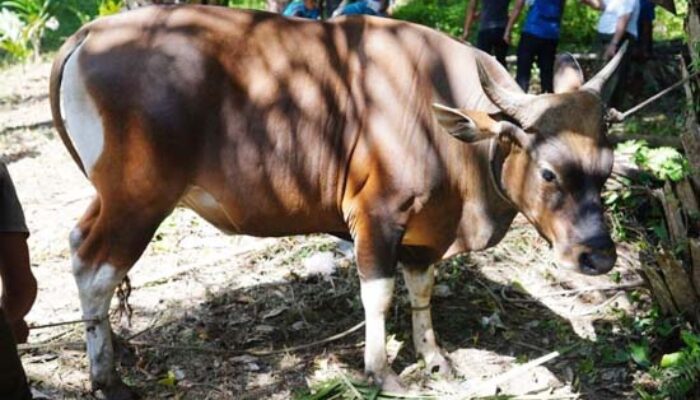 Jelang Iduladha 2026, Pemko Pekanbaru Kerahkan 75 Petugas Awasi Hewan Kurban