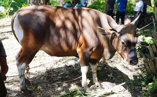 Jelang Iduladha 2026, Pemko Pekanbaru Kerahkan 75 Petugas Awasi Hewan Kurban