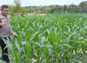 Polsek Rumbai Barat Sambangi Kebun Jagung Warga Dukung Ketahanan Pangan Nasional
