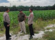 Dukung Swasembada Pangan, Bhabinkamtibmas Tapung Pantau Lahan Jagung 1,5 Hektare