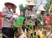 Polres dan Polsek Kampar Gelar Panen Jagung Serentak, Petani Sambut Antusias