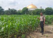 Dukung Swasembada Pangan, Bhabinkamtibmas Tapung Cek Perkembangan Jagung Warga