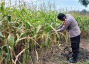 Bhabinkamtibmas Desa Indrapuri Intens Dampingi Petani Jagung, Panen Ditarget Akhir Mei