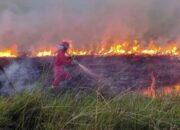 62 Sekolah di Pelalawan Diliburkan Akibat Kabut Asap