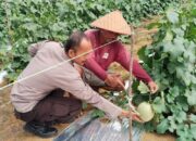 Bhabinkamtibmas Polsek Binawidya Sambangi Lahan Melon Warga, Dukung Ketahanan Pangan dan Perkuat Kemitraan dengan Masyarakat