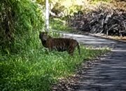 Heboh, Dua Harimau Sumatra Muncul Dekat Permukiman Warga Agam