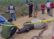 Tragis di Kuansing, Tapir Jantan Ditemukan Mati Penuh Darah