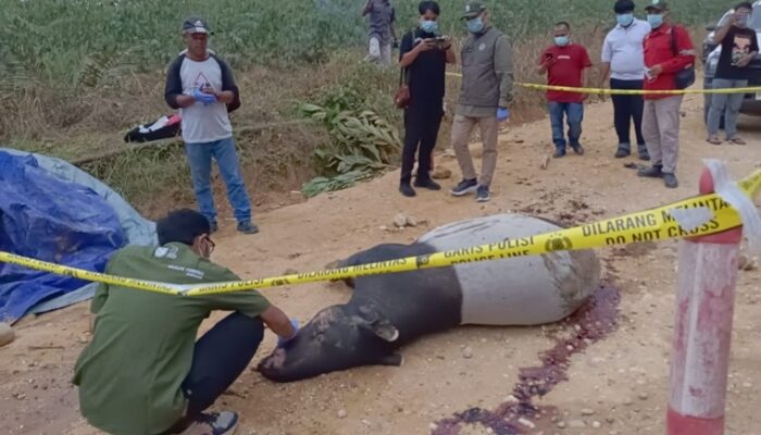 Tragis di Kuansing, Tapir Jantan Ditemukan Mati Penuh Darah