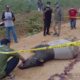 Tragis di Kuansing, Tapir Jantan Ditemukan Mati Penuh Darah