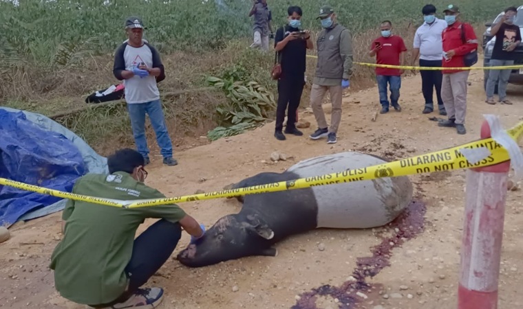 Tragis di Kuansing, Tapir Jantan Ditemukan Mati Penuh Darah
