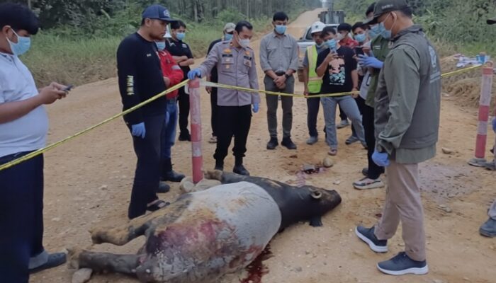 Tapir Mati di Riau, Alarm Keras bagi Perlindungan Satwa dan Ekosistem