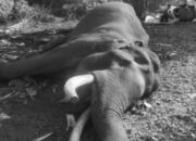 Begini Drama Penyelamatan Gajah Indro di Tesso Nilo Riau