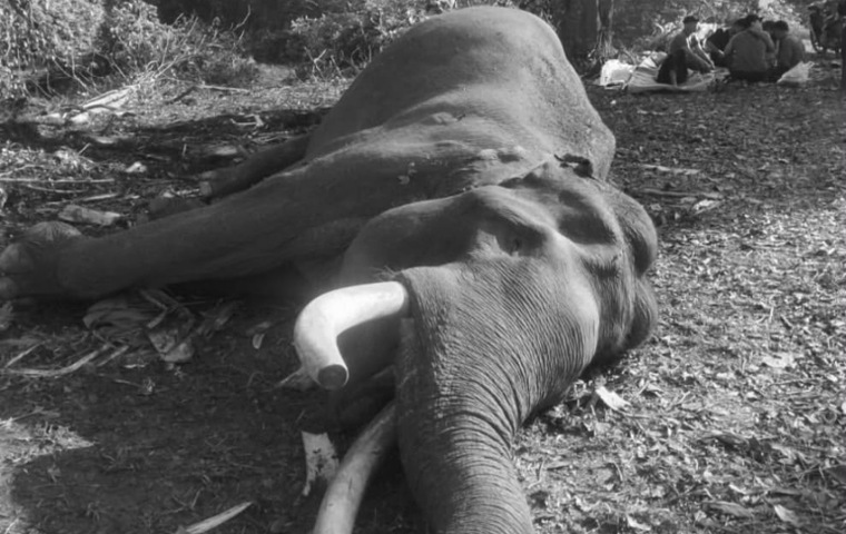 Drama Penyelamatan Gajah Indro di Tesso Nilo, Berakhir Tragis Dini Hari