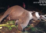 Duka di Tesso Nilo, Gajah Indro Mati Setelah Berjuang Lawan Komplikasi Kesehatan