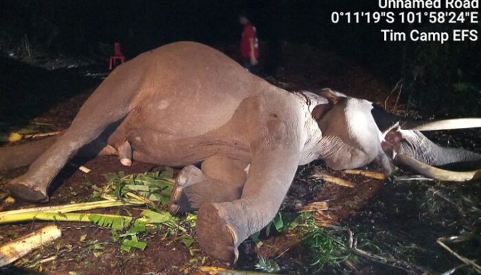 Duka di Tesso Nilo, Gajah Indro Mati Setelah Berjuang Lawan Komplikasi Kesehatan