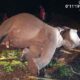 Duka di Tesso Nilo, Gajah Indro Mati Setelah Berjuang Lawan Komplikasi Kesehatan