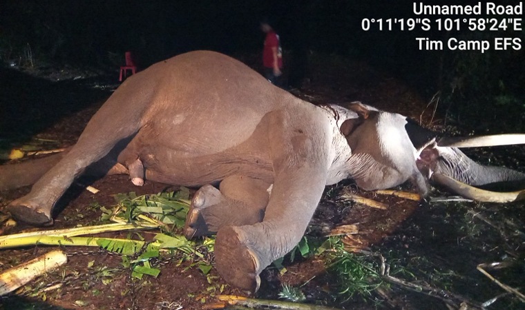 Duka di Tesso Nilo, Gajah Indro Mati Setelah Berjuang Lawan Komplikasi Kesehatan