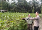 Sambangi Petani Jagung, Bhabinkamtibmas Tambang Dukung Ketahanan Pangan Desa