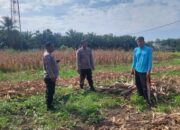 Polsek Tapung Tinjau Lahan Jagung 1,5 Hektare, Perkuat Swasembada Pangan