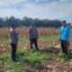 Polsek Tapung Tinjau Lahan Jagung 1,5 Hektare, Perkuat Swasembada Pangan