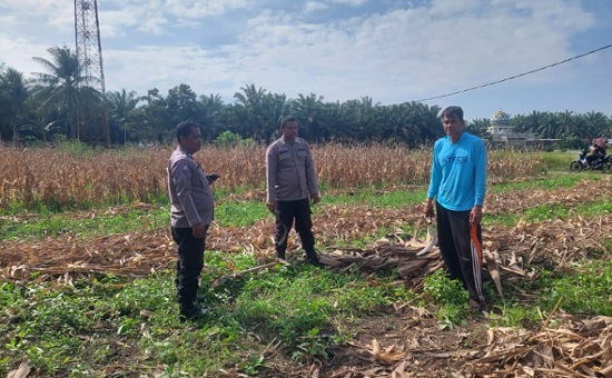Polsek Tapung Tinjau Lahan Jagung 1,5 Hektare, Perkuat Swasembada Pangan