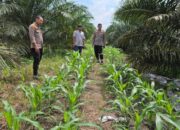 Dukung Swasembada Pangan, Polsek Tapung Intensif Awasi Budidaya Jagung Pipil
