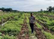 Jaga Ketahanan Pangan, Polsek Tapung Aktif Cek Pertumbuhan Jagung Pipil