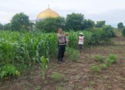 Polsek Tapung Hadir untuk Petani, Tanaman Jagung Warga Desa Pelambaian Rutin Dipantau