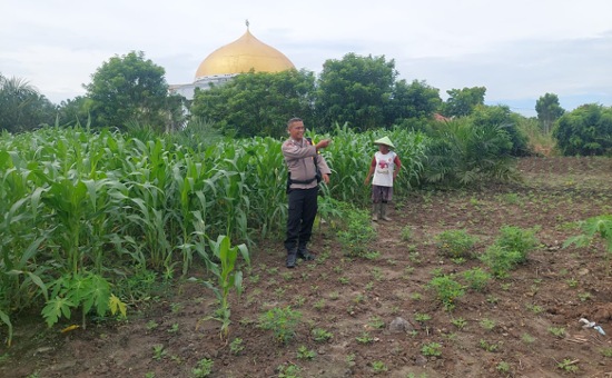 Polsek Tapung Hadir untuk Petani, Tanaman Jagung Warga Desa Pelambaian Rutin Dipantau