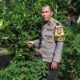 Bhabinkamtibmas Maharani Monitoring Kebun Produktif Milik Warga di Pekanbaru