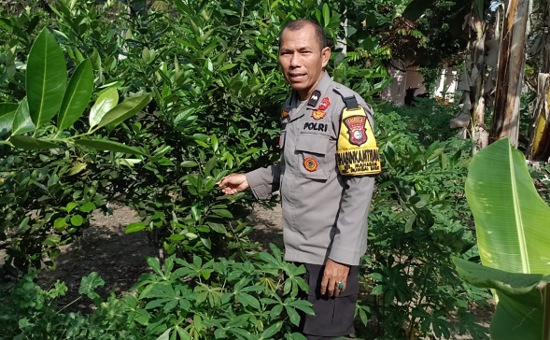 Bhabinkamtibmas Maharani Monitoring Kebun Produktif Milik Warga di Pekanbaru