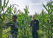 Bhabinkamtibmas Kawal Ketahanan Pangan Lewat Pendampingan Petani Jagung di Tapung
