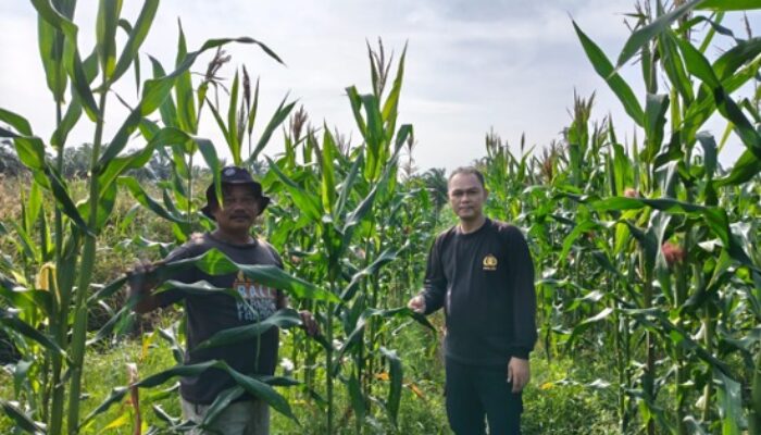 Bhabinkamtibmas Kawal Ketahanan Pangan Lewat Pendampingan Petani Jagung di Tapung