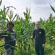 Bhabinkamtibmas Kawal Ketahanan Pangan Lewat Pendampingan Petani Jagung di Tapung