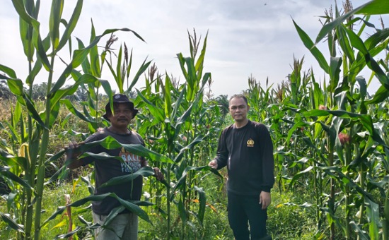 Bhabinkamtibmas Kawal Ketahanan Pangan Lewat Pendampingan Petani Jagung di Tapung