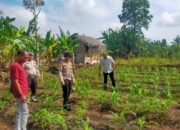 Jagung Pipil Tumpang Sari di Kampar Kiri Hilir Diprediksi Panen September 2026