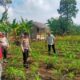 Jagung Pipil Tumpang Sari di Kampar Kiri Hilir Diprediksi Panen September 2026