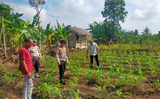 Jagung Pipil Tumpang Sari di Kampar Kiri Hilir Diprediksi Panen September 2026