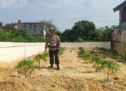 Ketahanan Pangan Jadi Prioritas, Polsek Payung Sekaki Aktif Dampingi Pelaku Pertanian