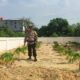 Ketahanan Pangan Jadi Prioritas, Polsek Payung Sekaki Aktif Dampingi Pelaku Pertanian