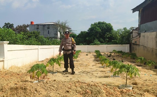 Ketahanan Pangan Jadi Prioritas, Polsek Payung Sekaki Aktif Dampingi Pelaku Pertanian