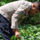 Dari Kebun ke Ketahanan Pangan, Polisi Hadir Dampingi Petani di Rumbai Barat