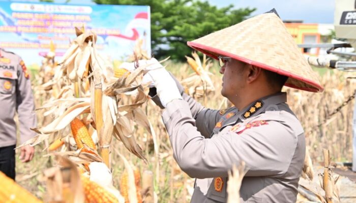 Turun ke Lahan, Kombes Boy Jeckson Panen Jagung 4 Hektar di Pekabaru