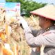 Turun ke Lahan, Kombes Boy Jeckson Panen Jagung 4 Hektar di Pekabaru