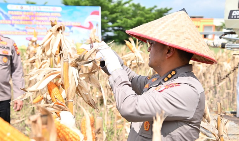 Turun ke Lahan, Kombes Boy Jeckson Panen Jagung 4 Hektar di Pekabaru