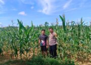 Polsek Tapung Intensif Dampingi Petani, Dukung Swasembada Pangan Nasional
