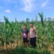 Polsek Tapung Intensif Dampingi Petani, Dukung Swasembada Pangan Nasional