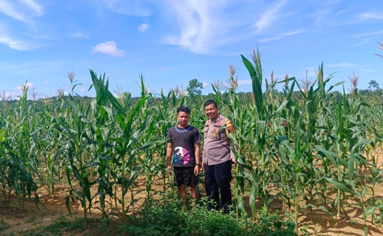 Polsek Tapung Intensif Dampingi Petani, Dukung Swasembada Pangan Nasional