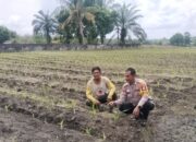 Bhabinkamtibmas Tapung Cek Langsung Tanaman Jagung Seluas 1 Hektare