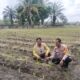 Bhabinkamtibmas Tapung Cek Langsung Tanaman Jagung Seluas 1 Hektare